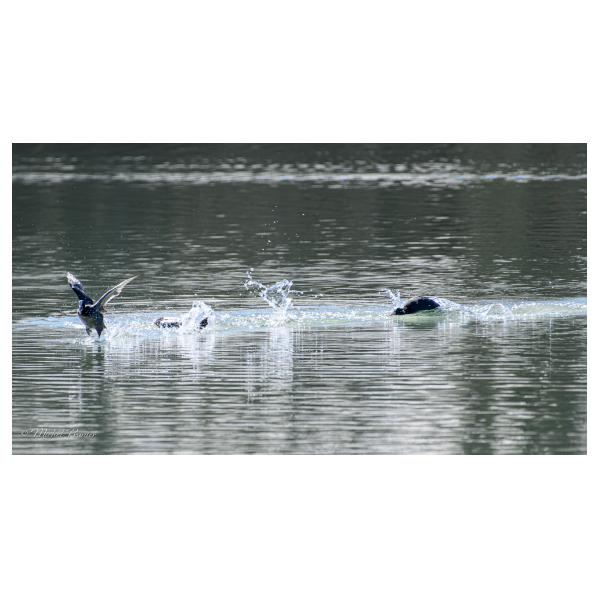 PHOTO84, CLUB, 84 , LUBERON